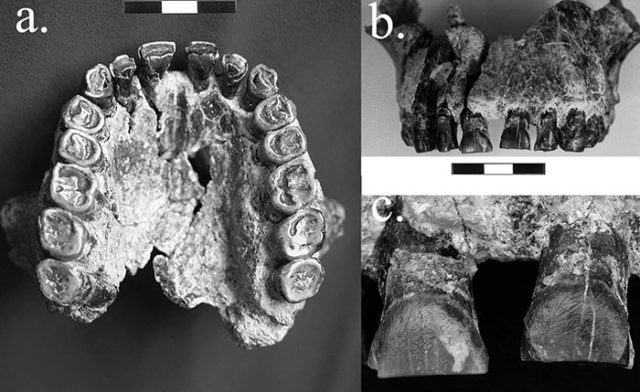 The OH-65 fossil’s Photo Credit