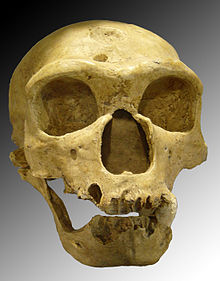 Neanderthal skull