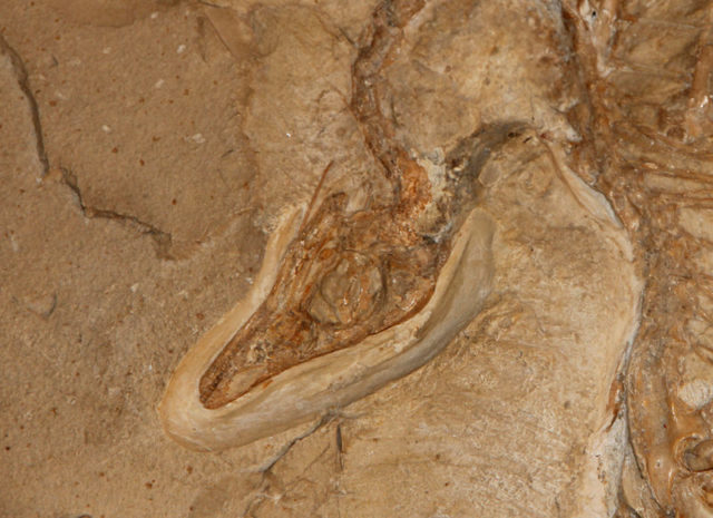 Close up of Archaeopteryx’s skull. Photo by Emily Willoughby, CC BY-SA 4.0