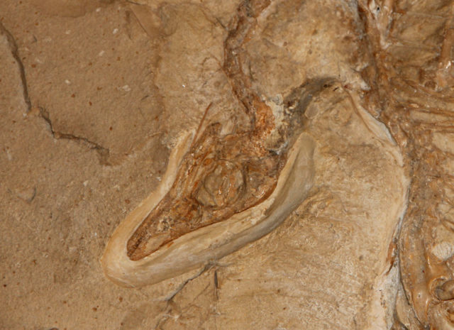 Detail of skull. Photo Credit