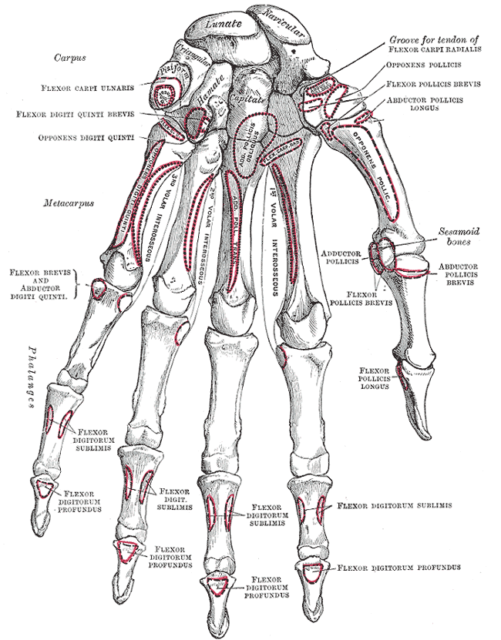 gray219