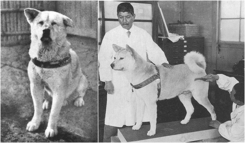 Hachikō, the dog who waited his owner each day for ten years and became ...