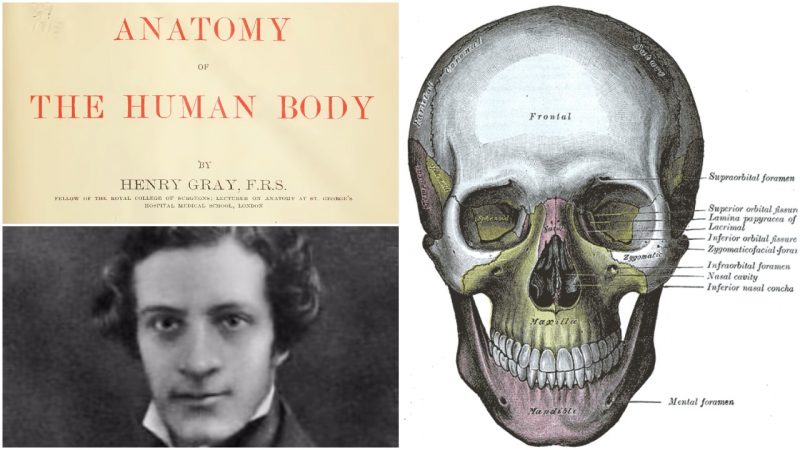 Gray's Anatomy: A cult human anatomy textbook by Henry Gray