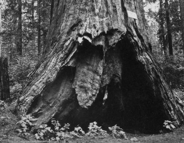 The Pioneer’s Cabin Tree circa 1860–1880, before the tunnel was opened further.