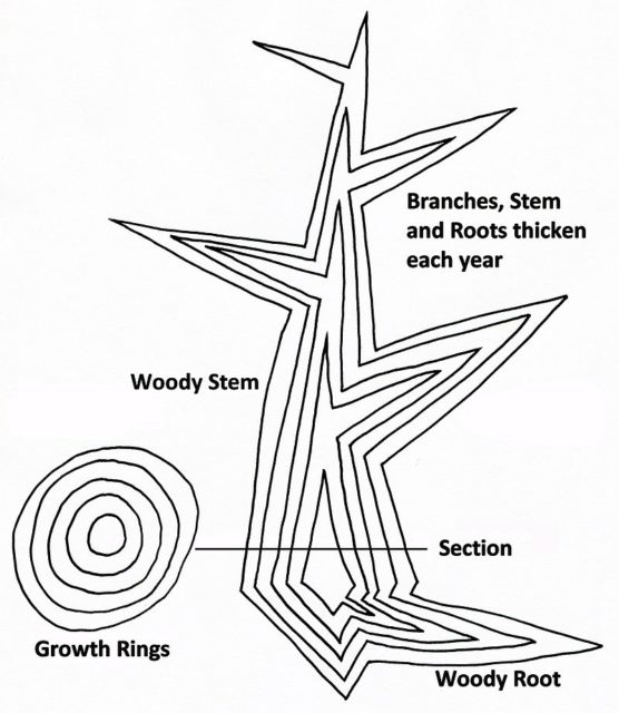 Diagram of secondary growth in a tree showing idealized vertical and horizontal sections. A new layer of wood is added in each growing season, thickening the stem, existing branches, and roots to form a growth ring. Photo Credit