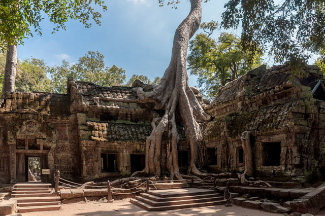 Spung on a temple in Ta Prohm Photo Credit