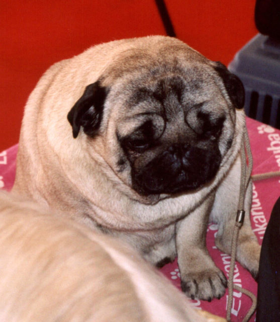 An overweight pug Photo Credit