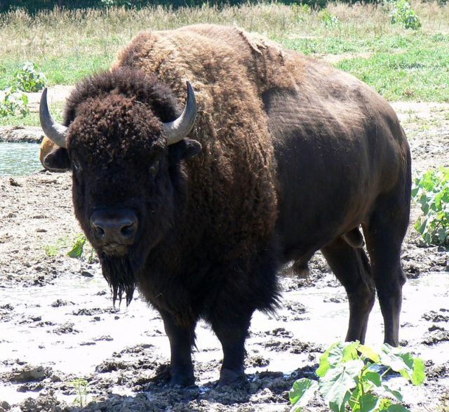 A bison bull on a Nebraska wildlife refuge