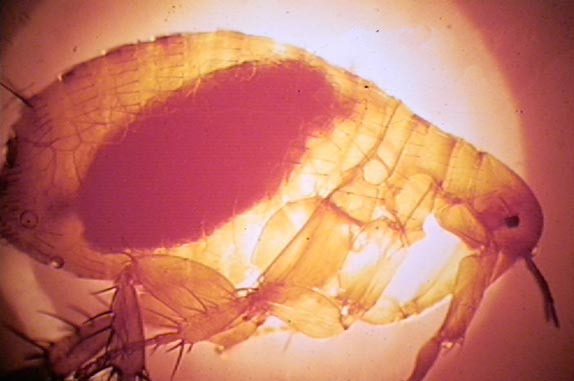The Oriental rat flea engorged with blood.