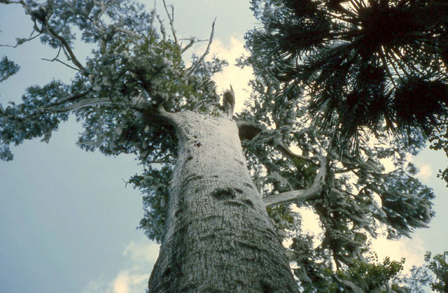 Looking up from the base of The Senator, 1967.