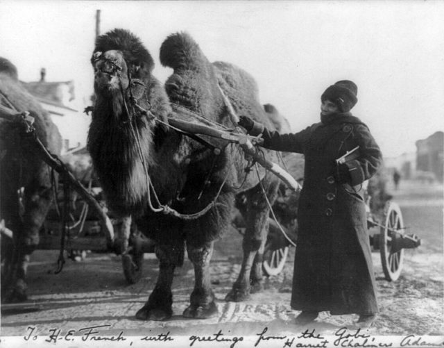 Harriet Chalmers Adams in the Gobi Desert