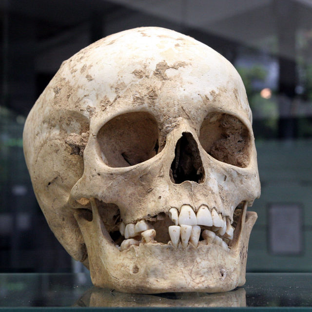 Skulls from Herxheimer finds. Photo Credit