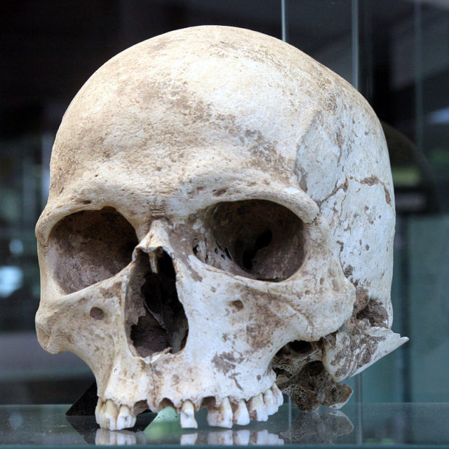 Crani humà descobert en el jaciment i exposat al Museu de Heidelberg Photo Credit