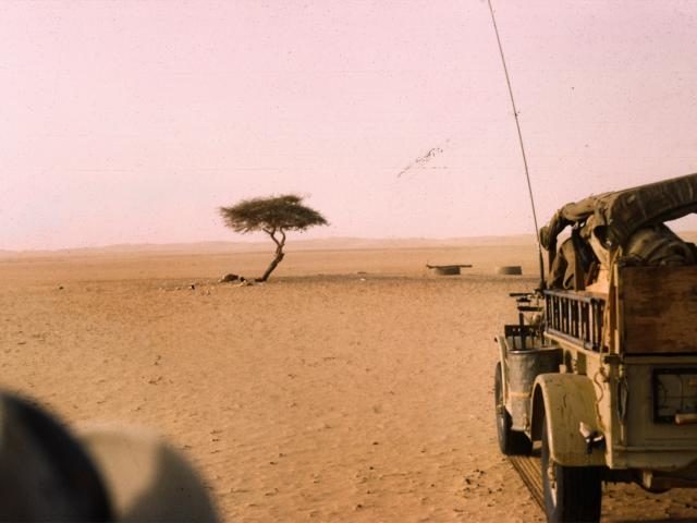 Arbre du Ténéré in 1961. The tree was destroyed in 1973 and has been replaced by a monument. Photo by Michel Mazeau CC BY-SA 2.