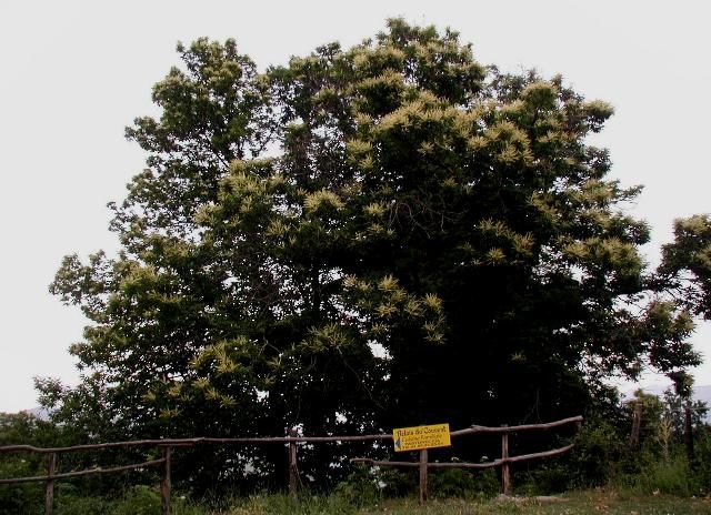 The Covin Trysting Sweet Chestnut tree at Bemersyde. Photo Credit