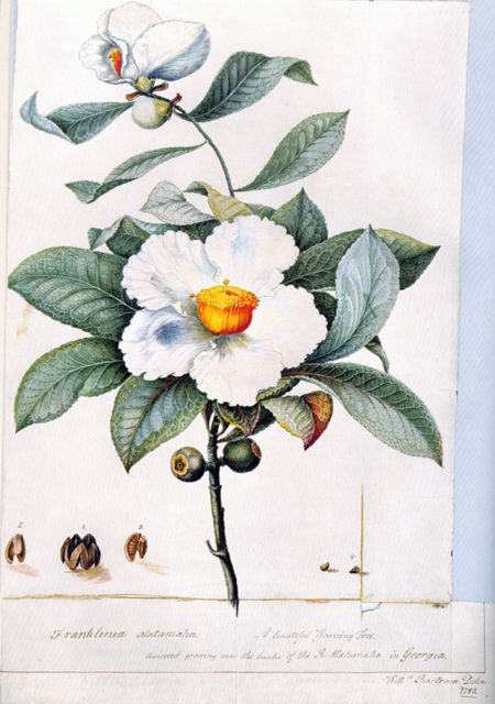 Franklinia alatamaha, an illustration by William Bartram.