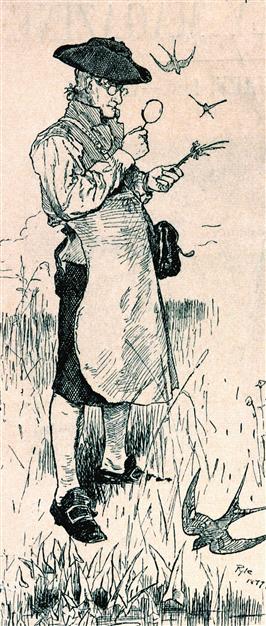 John Bartram by Howard Pyle.