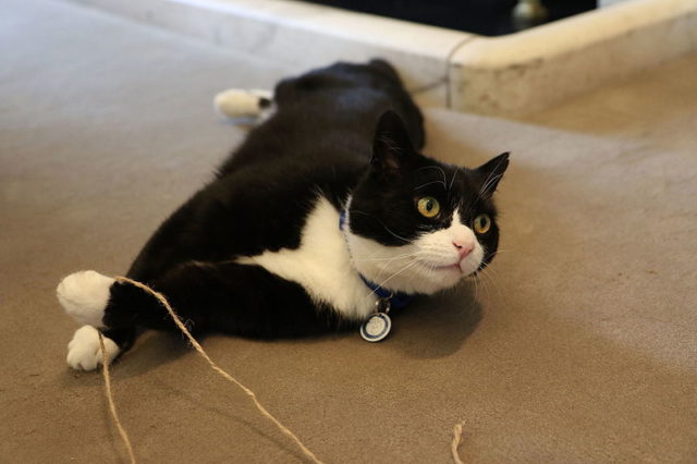 Palmerston, the Chief Mouser to the Foreign and Commonwealth Office. Photo Credit