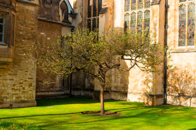 Apple Tree growing outside of Trinity College