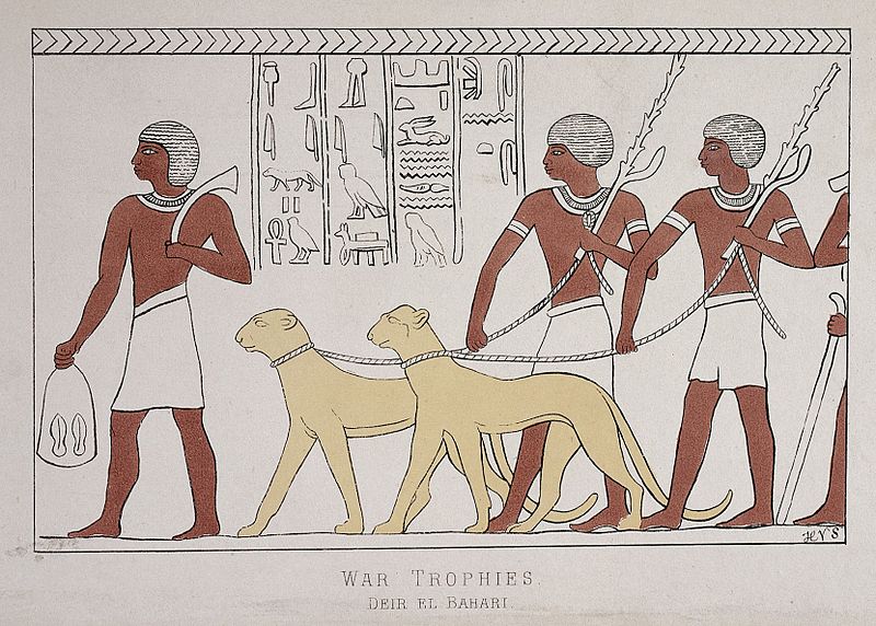 Cheetahs were Domesticated as House Pets in Ancient Egypt