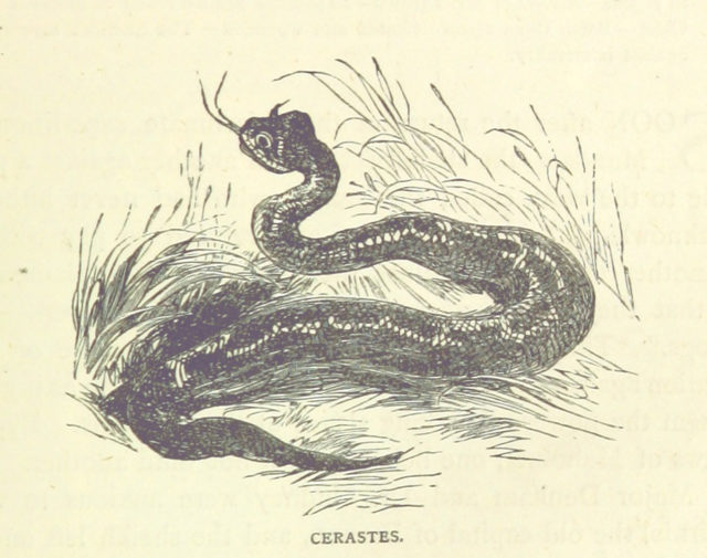 Image taken from page 117 of ‘Great African Travellers from Mungo Park to Livingstone and Stanley, etc’. Photo credit