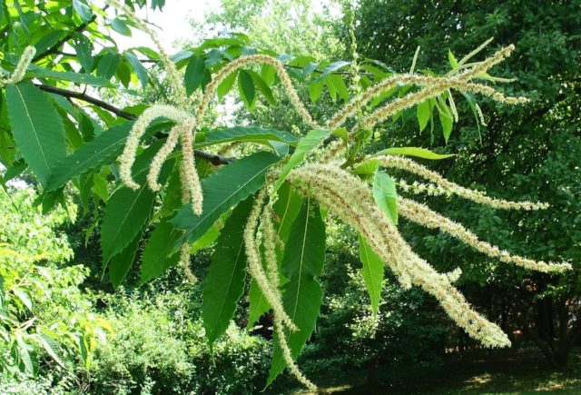 American Chestnut pollen stalks  photo credit