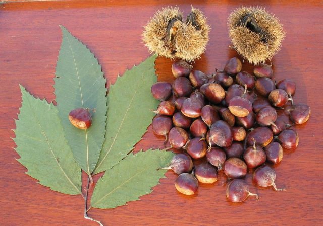 American chestnut leaves and nuts  photo credit