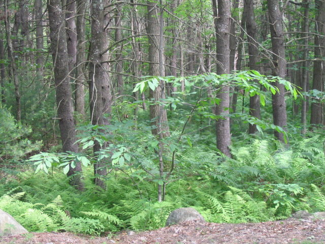 A young American chestnut in its natural habitat  photo credit