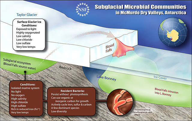 A schematic cross-section of the Blood Falls explaining how subglacial microbial organisms have survived in cold darkness with no oxygen for a million years