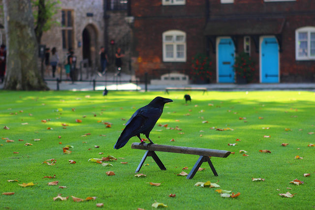 Raven at the Tower Green