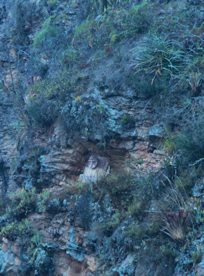 Lone sarcophagus at Karijia Photo credit