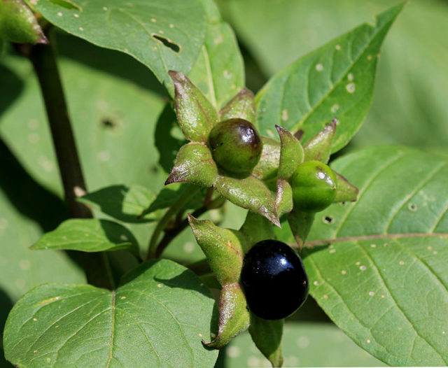 Berries of belladonna. Photo Credit