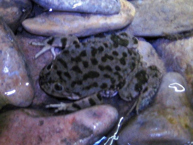 There are two Telmatobius species in the lake: The smaller, more coastal marbled water frog (pictured, at Isla del Sol) and the larger, more deep-water Titicaca water frog. Photo credit
