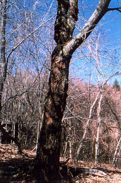 A photo of a large surviving Blight Resistant American Chesnut in its natural range  photo credit