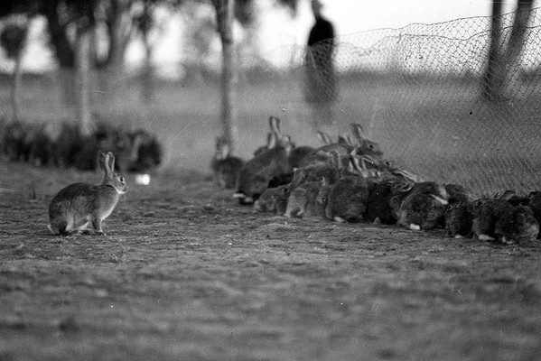 Rabbits nearby Warren, Australia