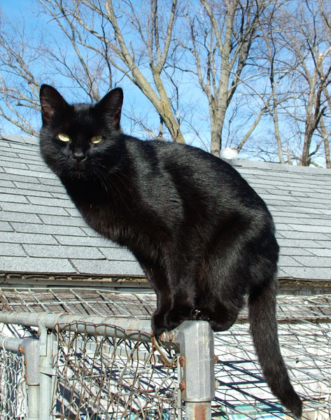 Some cultures are superstitious about black cats, ascribing either good or bad luck to them. Photo Credit
