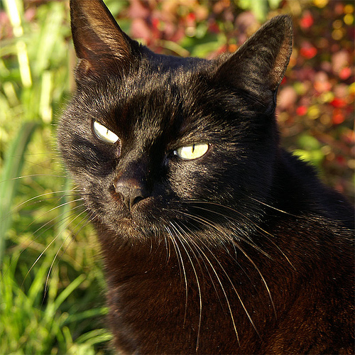 Close up of a black domestic cat. Photo Credit