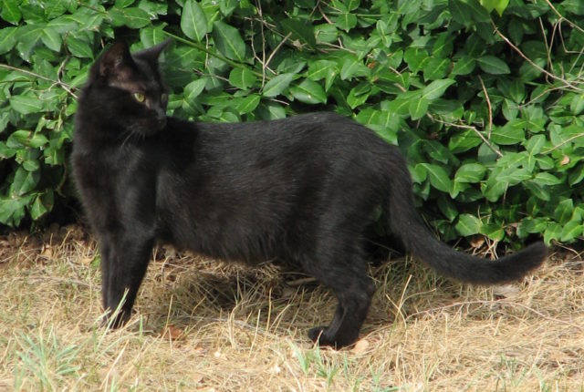 A black feral cat. Photo Credit
