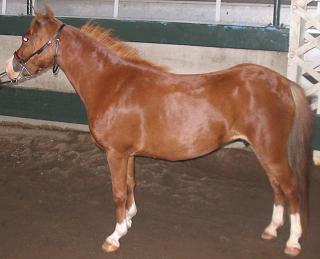 An American Shetland, showing finer bone and more of a “horse” phenotype. Photo Credit