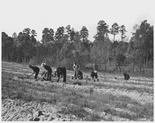 Newberry County, South Carolina. CCC enrollees planting kudzu. 200,000 seedlings were planted on 400 acres in 1941
