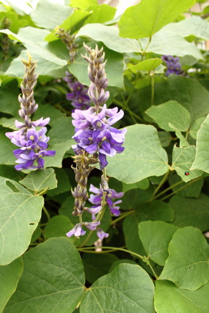 Pueraria montana var. lobata – known as Kudzu plant Photo Credit