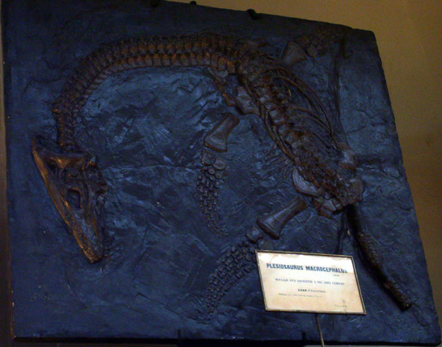 Cast of ‘Plesiosaurus macrocephalus’ found by Mary Anning in 1830, “Muséum national d’histoire naturelle”, Paris. Photo credit
