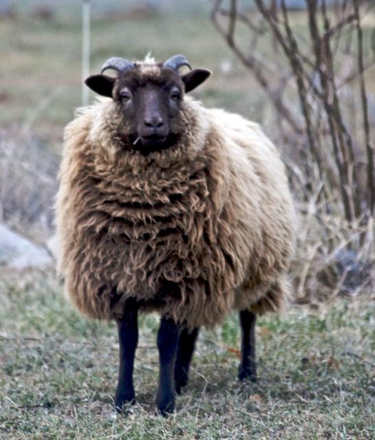A Shetland Sheep. Photo Credit 