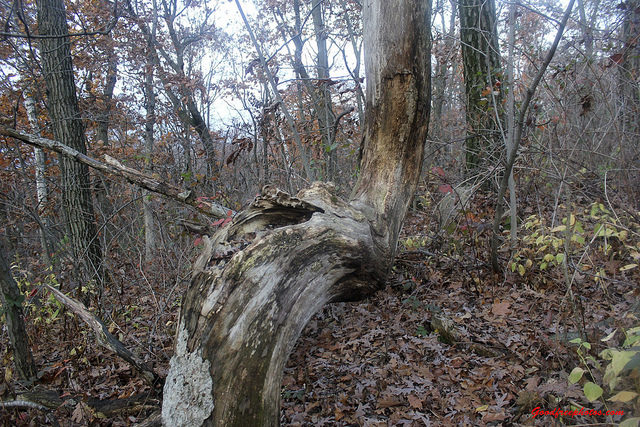 Indian marker tree.