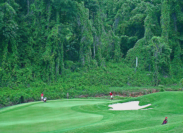 Kudzu wall on the edge of Legislator course at Capitol Hill Golf complex in Prattville, AL. Part of the Robert Trent Jones, Jr. Golf Trail Author: Bill Sutton CC BY2.0