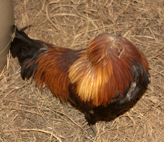 Mike the Headless Chicken.  Photo Credit  LaggedOnUser Flickr CC By 2.0