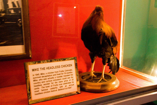Mike the Headless ChickenPhoto Credit: Corey Balazowich/Flickr CC By 2.0