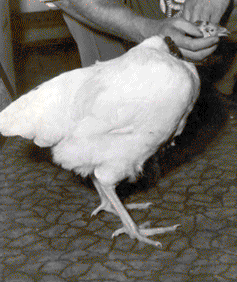 Mike the Headless Chicken. Photo Credit:  http://www.miketheheadlesschicken.org CC BY-SA 3.0