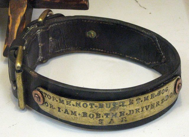 Bob’s collar on display at NRM Adelaide Photo credit