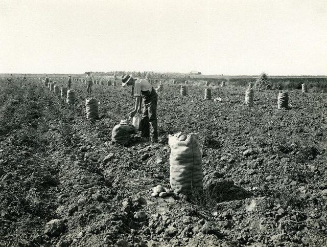 Potato harvest in Idaho, circa 1920.